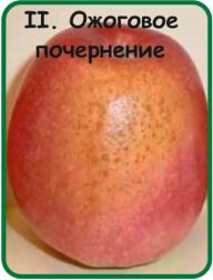 Солнечные ожоги растений: как сократить потери урожая и его качества. ПРК «Белый Жемчуг Термощит»
