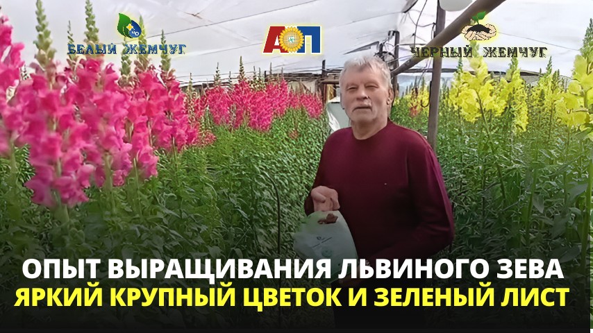 Иллюстрация к материалу «Как вырастить красивые цветы в профессиональном сегменте»