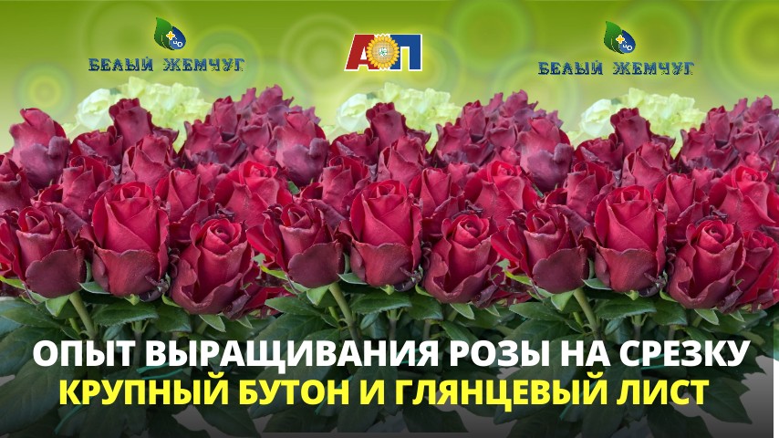 Иллюстрация к материалу «Как вырастить красивые цветы в профессиональном сегменте»