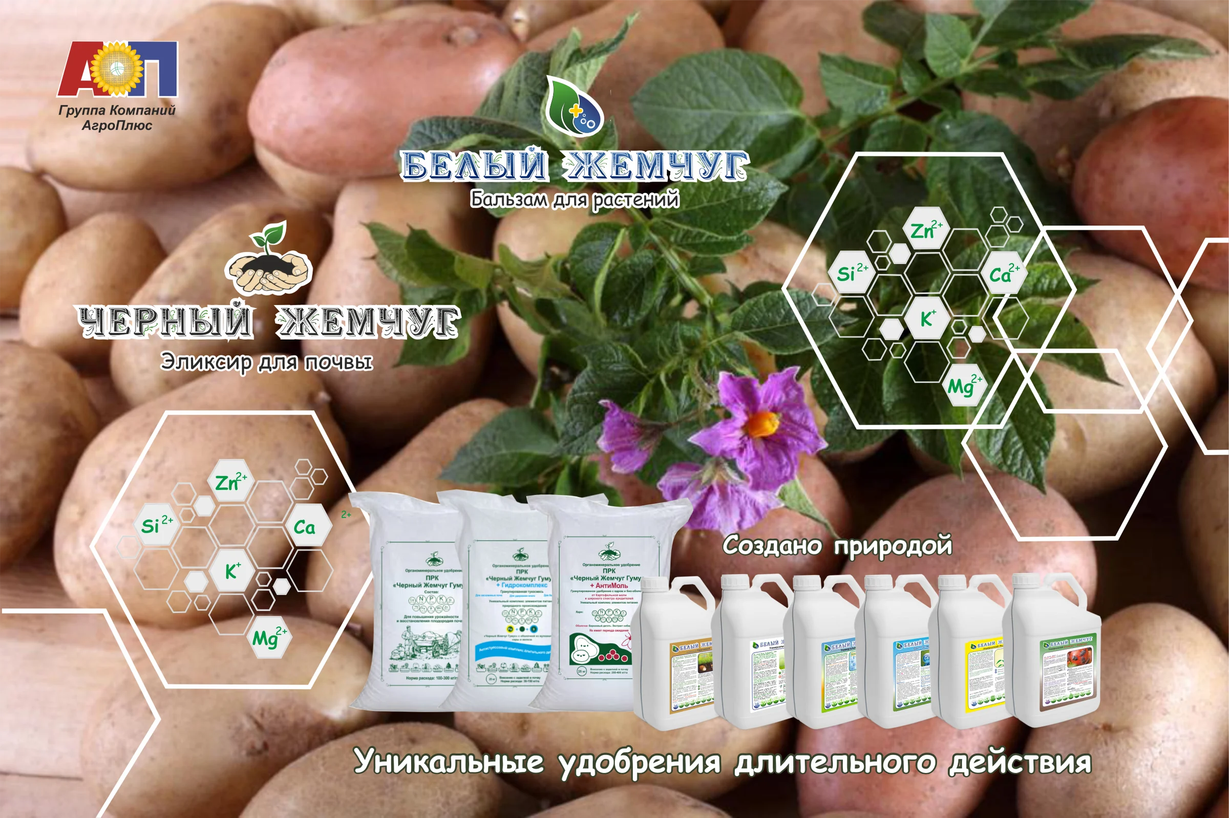 Как увеличить урожайность и качество картофеля