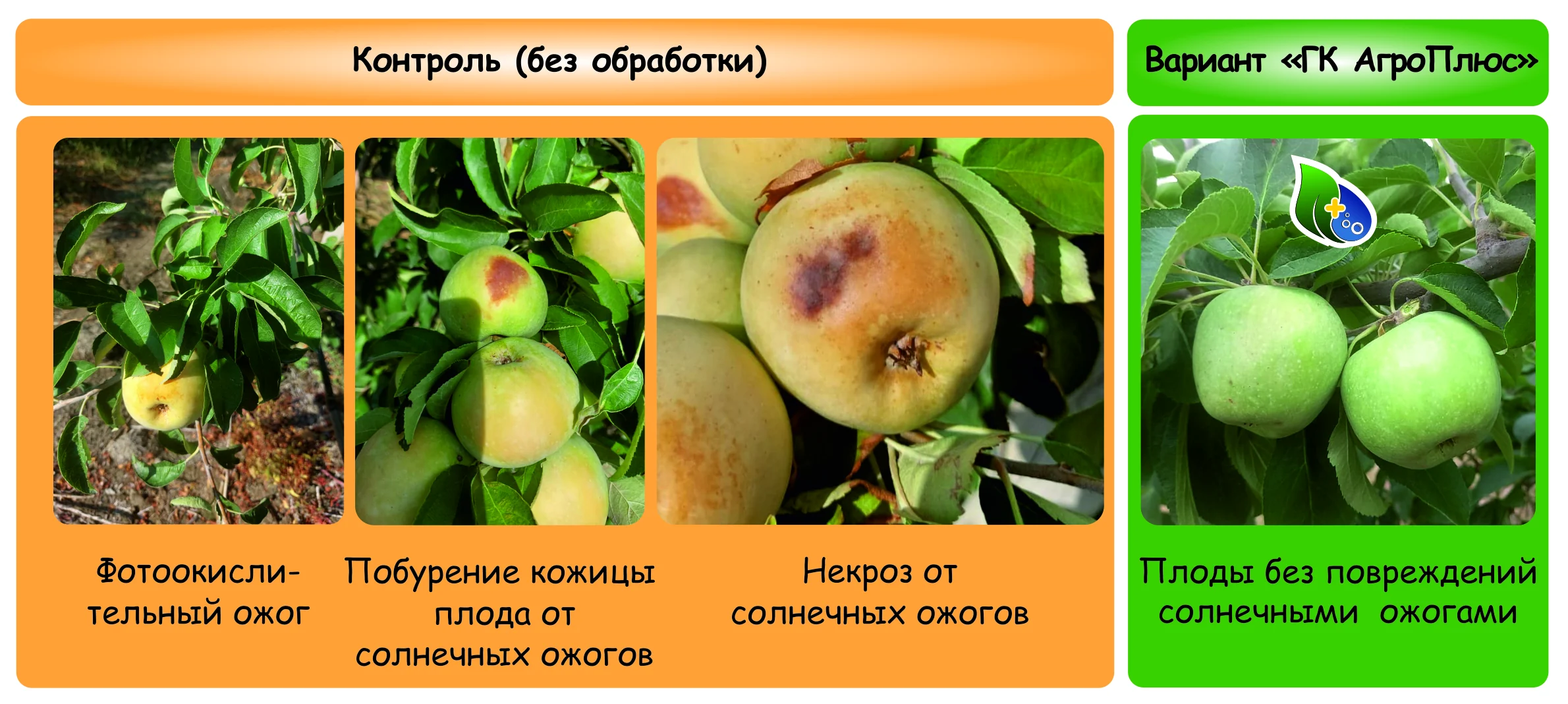 Как защитить плоды от солнечных ожогов и температурного стресса.