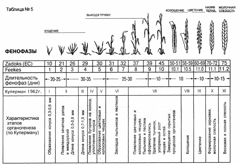 М 12 этапы. Фенологические фазы развития озимой пшеницы. Фенологические фазы растений таблица. Фенологические фазы растений (по в. в. Алехину, 1938). Фазы развития озимой пшеницы таблица.