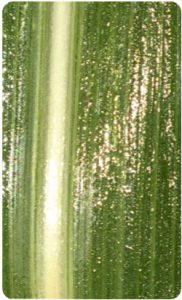 Лист кукурузы после листовой обработки ПРК “Белый Жемчуг” 1,0% раствор