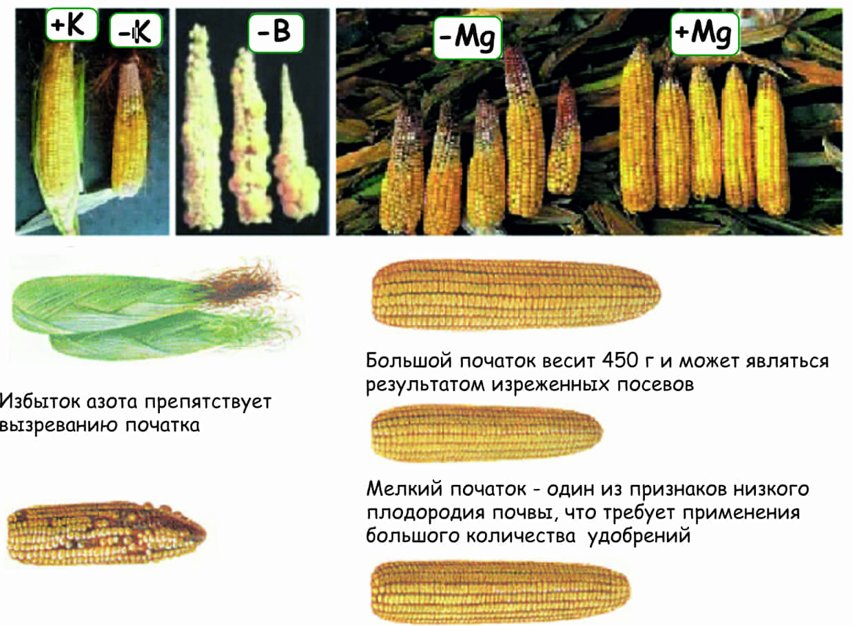 Какая урожайность кукурузы